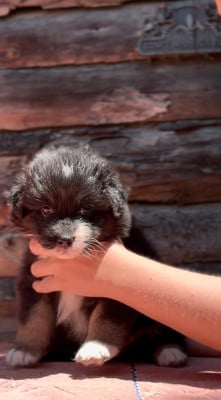 Les chiots de Berger Australien