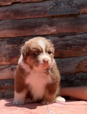 Les chiots de Berger Australien