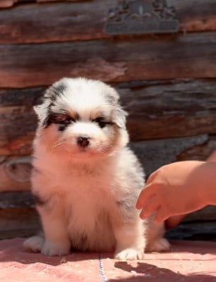 Les chiots de Berger Australien
