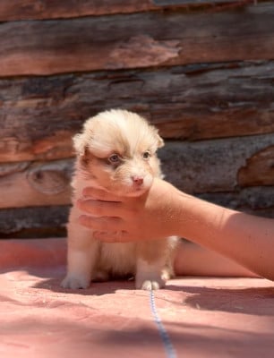 Les chiots de Berger Australien