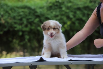 Les chiots de Berger Australien