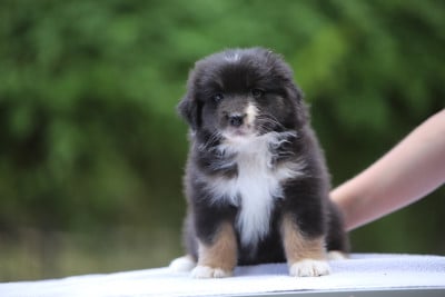 Les chiots de Berger Australien