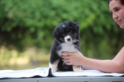Les chiots de Berger Australien