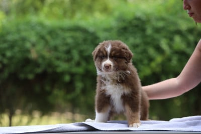 Les chiots de Berger Australien