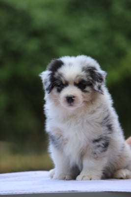 Les chiots de Berger Australien