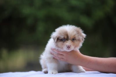 Les chiots de Berger Australien