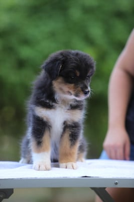 Les chiots de Berger Australien