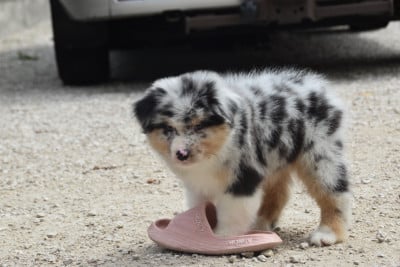 Les chiots de Berger Australien