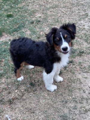 Les chiots de Berger Australien