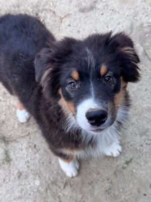 Les chiots de Berger Australien