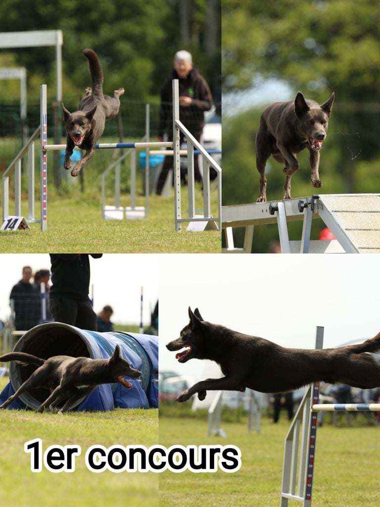 CH. Ucko Des Suricates De La Varenne