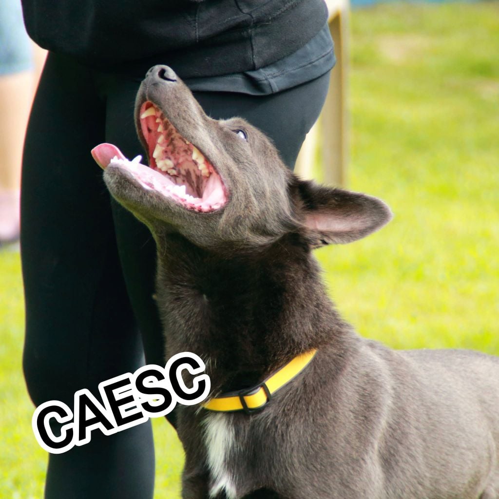 CH. Ucko Des Suricates De La Varenne