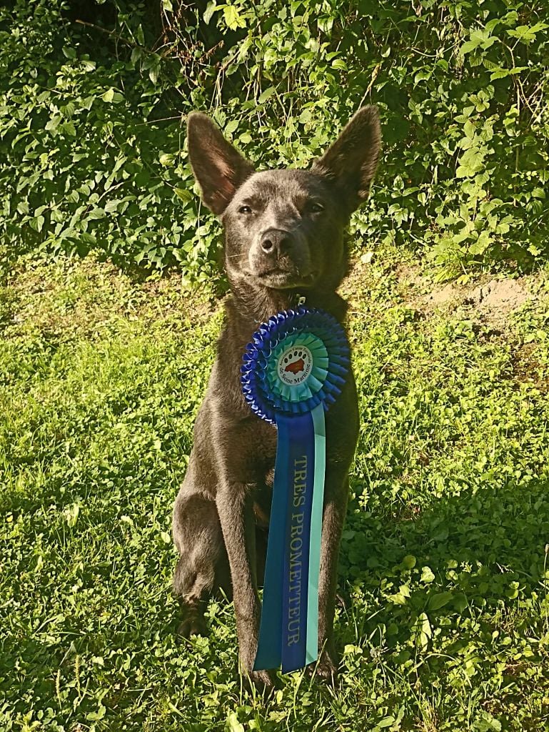 CH. Ucko Des Suricates De La Varenne