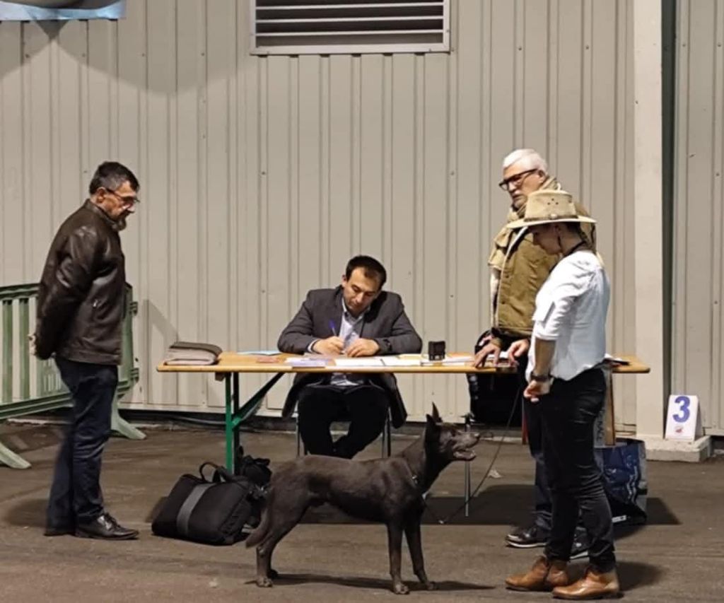 CH. Ucko Des Suricates De La Varenne