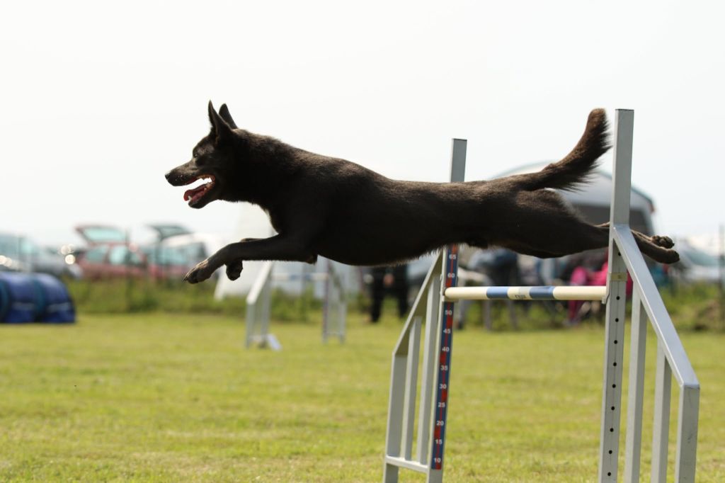 CH. Ucko Des Suricates De La Varenne