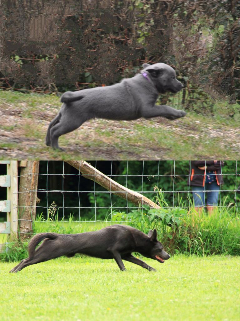 CH. Ucko Des Suricates De La Varenne