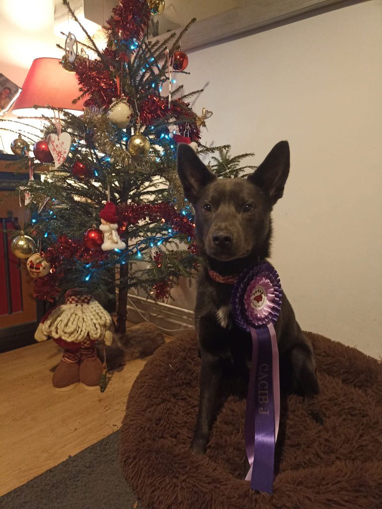 CH. Ucko Des Suricates De La Varenne