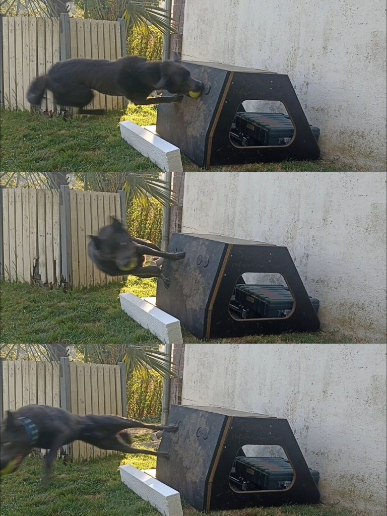 CH. Ucko Des Suricates De La Varenne