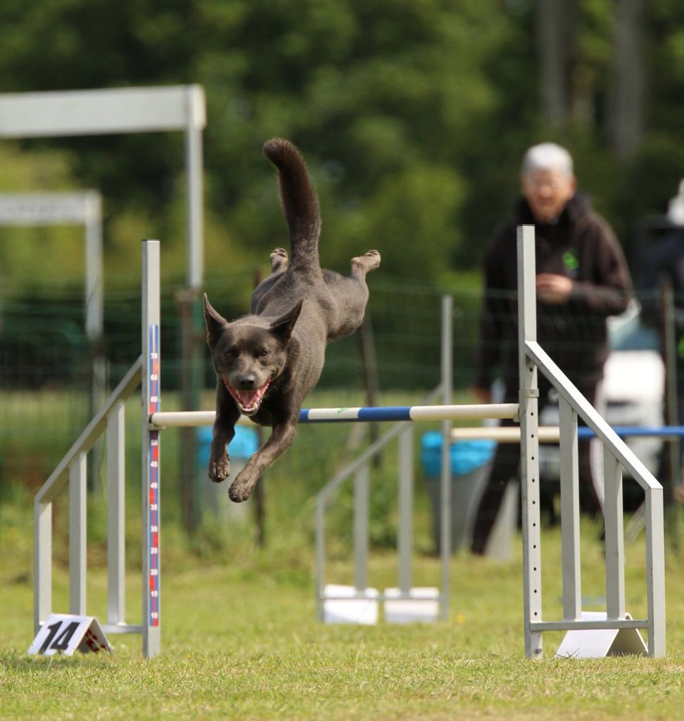 CH. Ucko Des Suricates De La Varenne