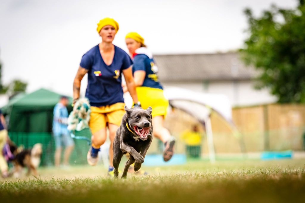 CH. Ucko Des Suricates De La Varenne