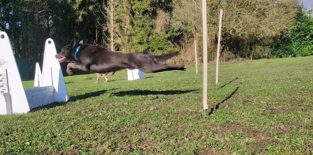 CH. Ucko Des Suricates De La Varenne