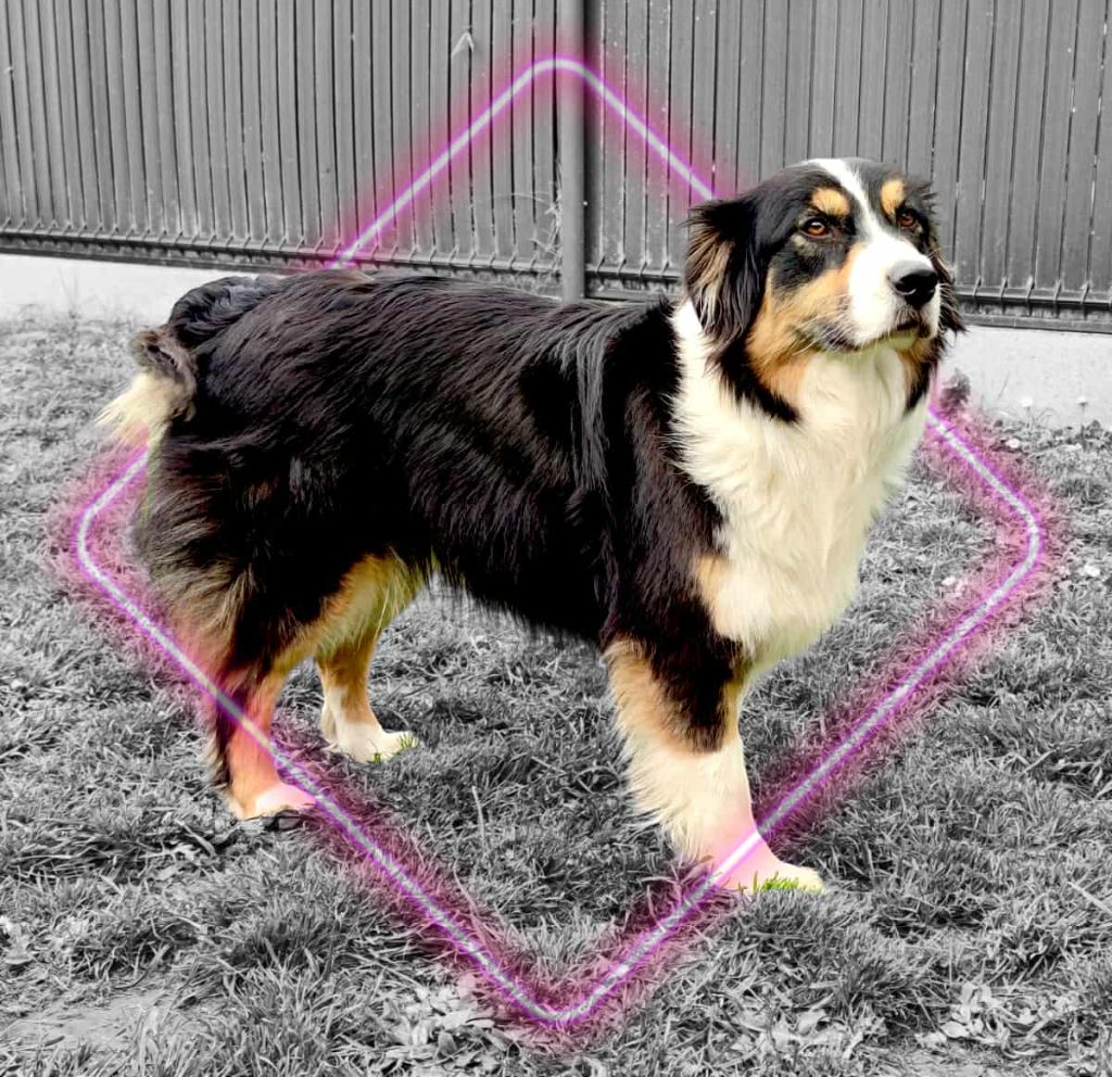 Seiya Des Ptits Bergers Du Royaume De Rasmus