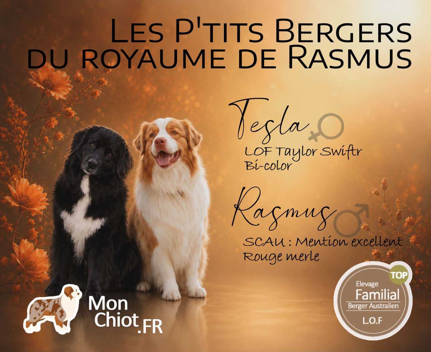 Berger Australien - Des Ptits Bergers Du Royaume De Rasmus