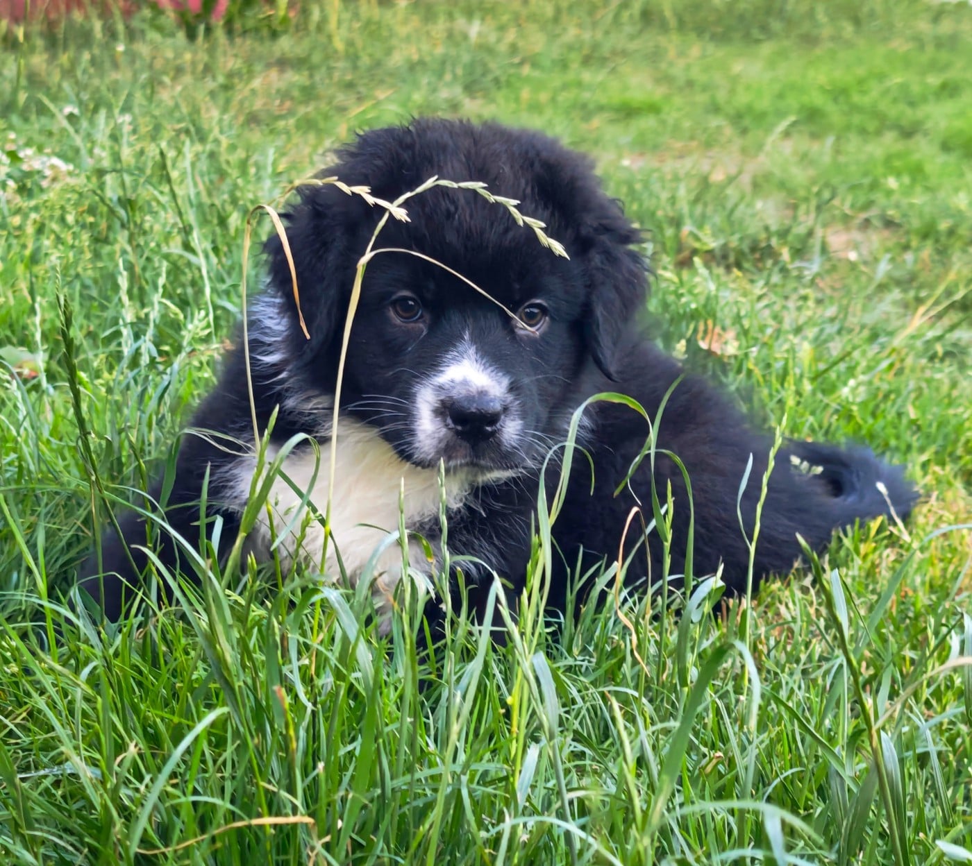 CHIOT N°1