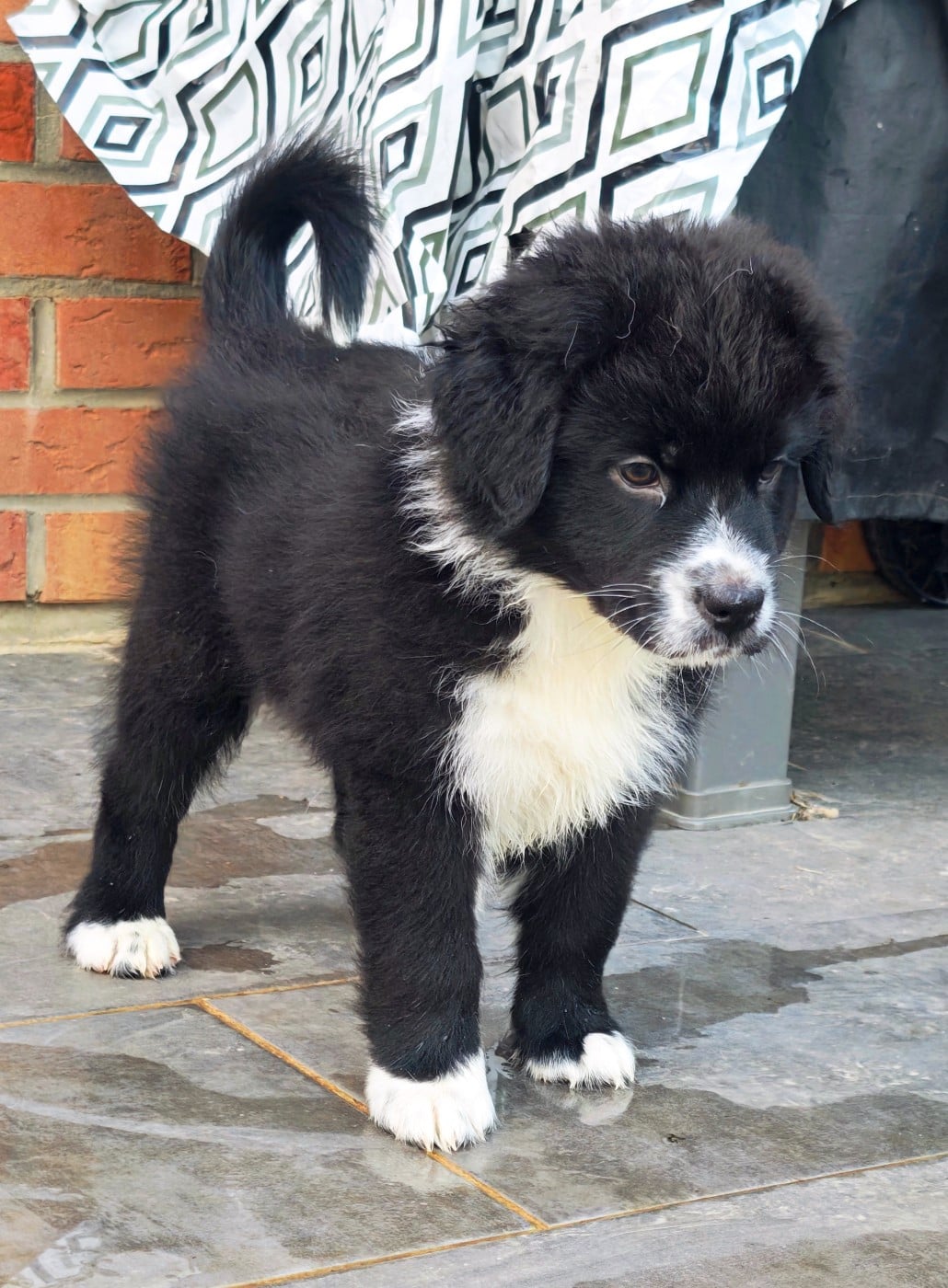 CHIOT N°1