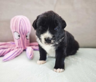 Les chiots de Berger Australien