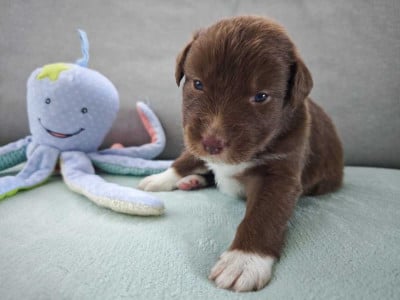 Les chiots de Berger Australien