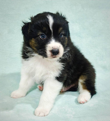 Les chiots de Berger Australien
