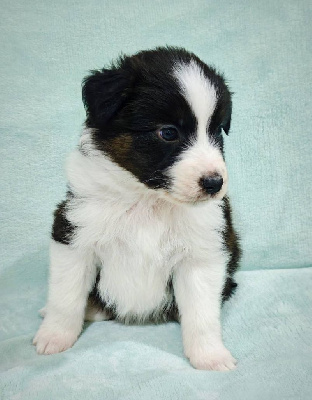 Les chiots de Berger Australien
