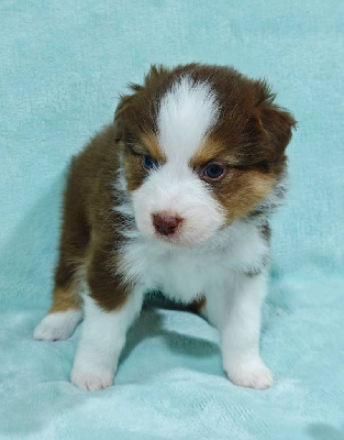 Les chiots de Berger Australien