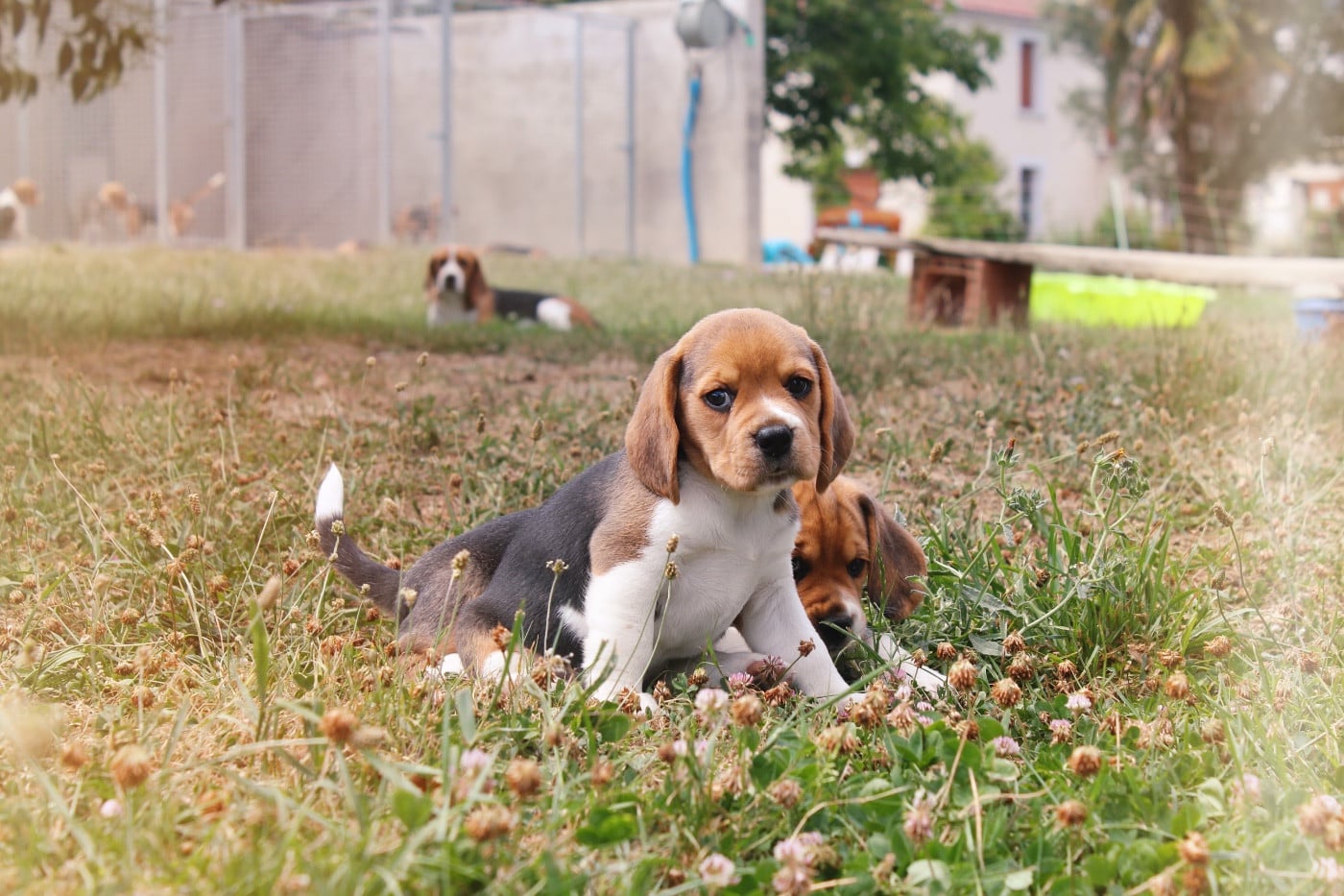 Chiot N°1