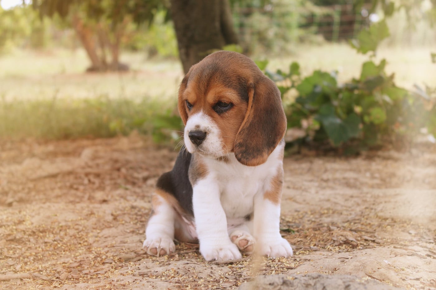 Chiot N°2