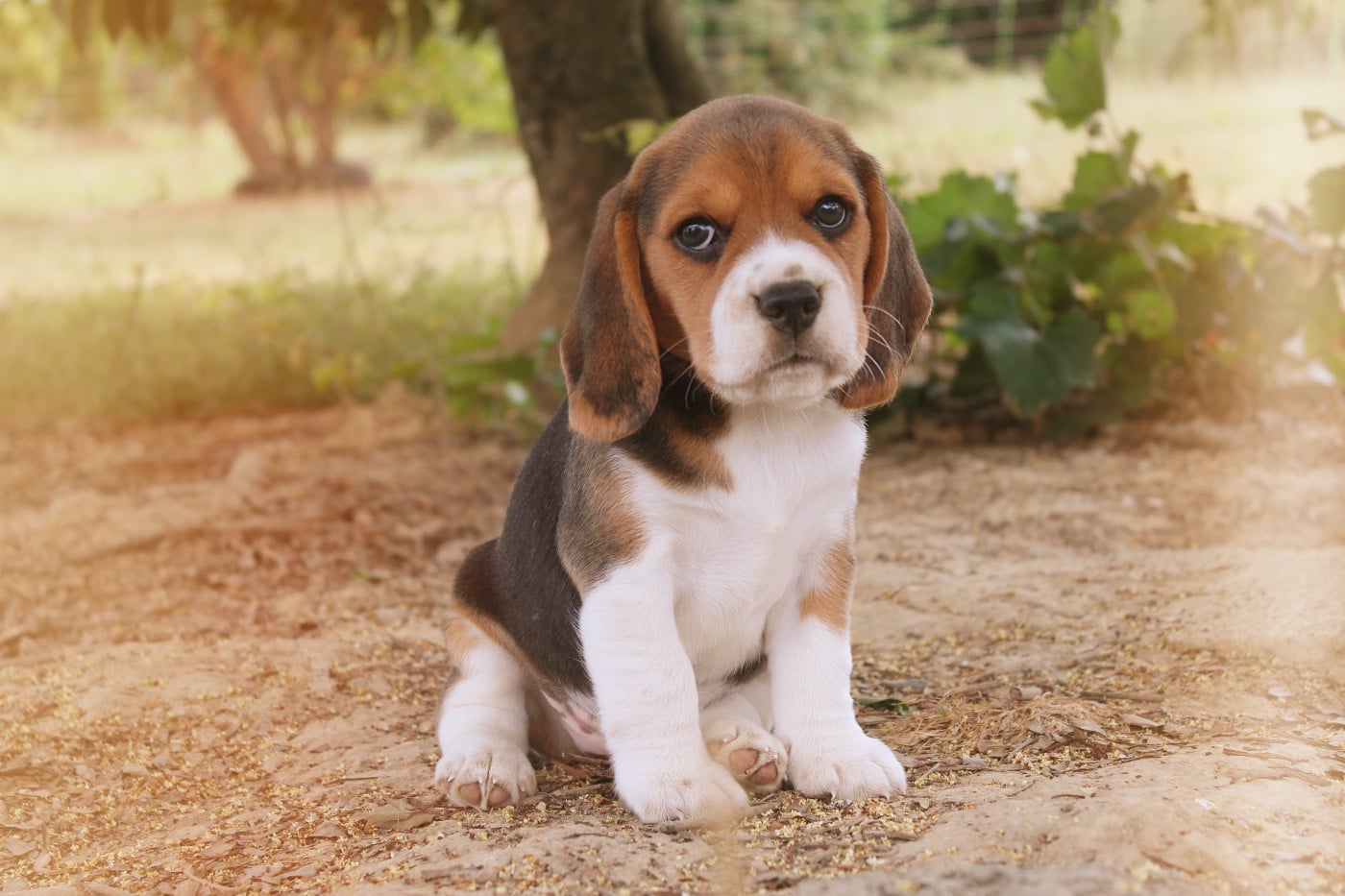 Chiot N°2