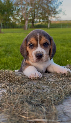 Les chiots de Beagle