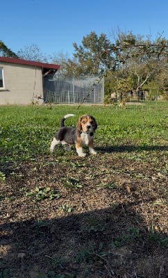 Les chiots de Beagle