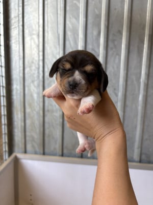 Les chiots de Beagle