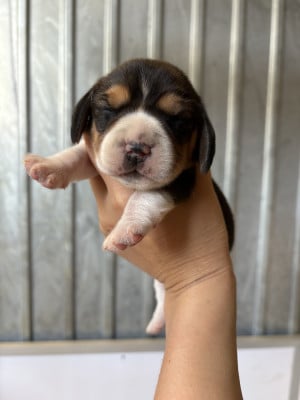 Les chiots de Beagle