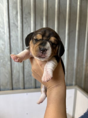 Les chiots de Beagle