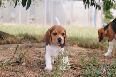 Les chiots de Beagle