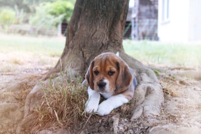 Les chiots de Beagle