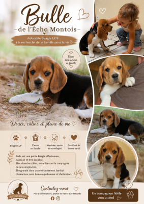 Les chiots de Beagle