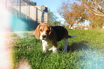 Les chiots de Beagle