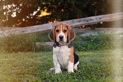 Les chiots de Beagle