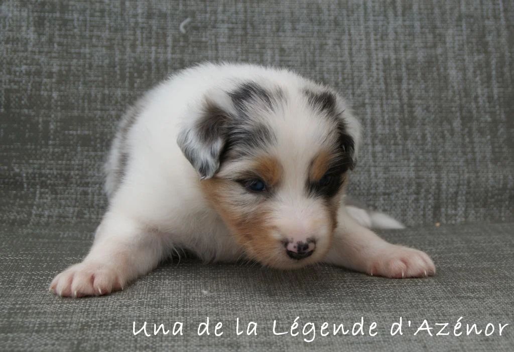 Publication : De La Légende D'Azénor Auteur : Elevage de la Légende d'Azenor