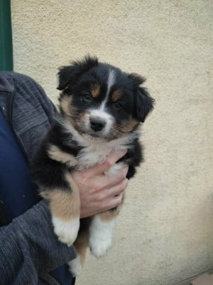 Les chiots de Berger Australien