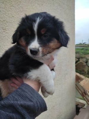 CHIOT 3 - Berger Australien